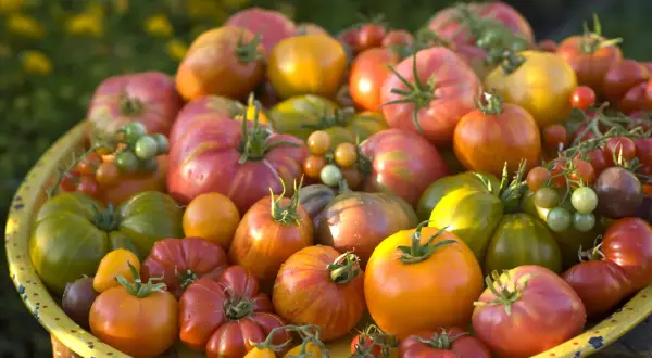 Un cesto pieno di pomodori di ogni colore e forma, un'esplosione di qualità di pomodori freschi e succosi, pronti per essere gustati.