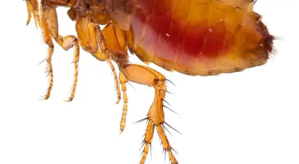 ¿De dónde salen las pulgas si no tengo animales en casa? Sorprendente respuesta