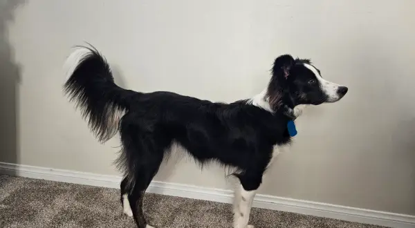 Jak wytresować border collie, aby uniknąć frustracji i problemów