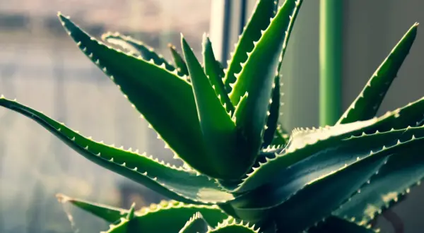 Gros plan sur une plante d'aloe vera aux feuilles vertes et charnues, bordées de petites dents. Elle pousse dans une terre bien drainée, prête à offrir ses bienfaits.