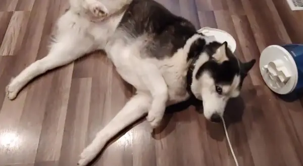 Mi perro se cae de repente, rodando por el suelo. Parece que se ha tropezado con algo.