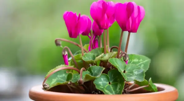 En kruka med en vacker cyklamen blomma i starkt rosa. Bladen är gröna med silverfärgade mönster.