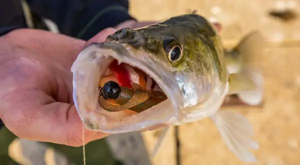 Ein Angler hält einen Zander, dessen weit geöffnetes zander maul einen bunten Köder zeigt.