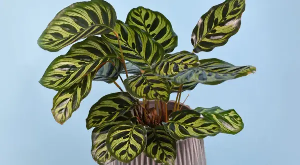 A striking calathea plant with bold green and yellow stripes. Keep this beautiful plant away from cats, as calathea is toxic to cats.