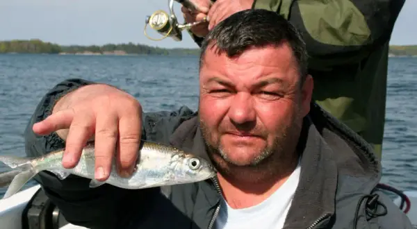Jak skutecznie łowić śledzie w Bałtyku? Sezon, sprzęt, przepisy.