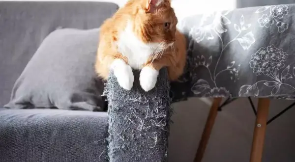 An orange cat sits on a torn couch armrest, a visual reminder of how to stop cats from scratching furniture.