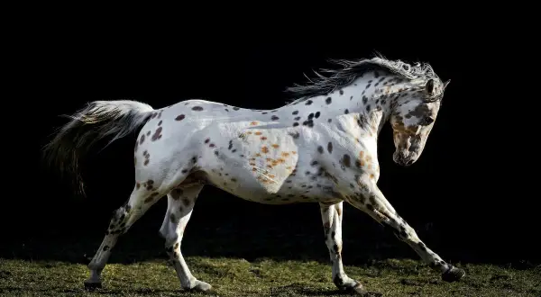 Piękny koń rasy appaloosa w biegu, z charakterystycznymi cętkami na białej sierści, na tle ciemnego tła.
