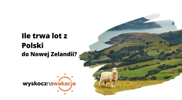 Ile się leci do Nowej Zelandii? Owca na tle zielonych wzgórz i zatoki.