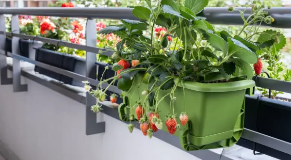 Dojrzałe i zielone truskawki zwisają z zielonej doniczki na balkonie. W tle kwitną czerwone pelargonie.