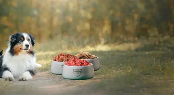 Ein Hund und eine Katze blicken auf drei Schalen mit Futter. Eine gesunde Alternative zum Barfen für Ihre Lieblinge.