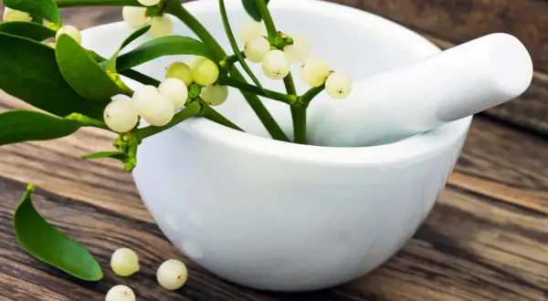 Mistelzweig mit weißen Beeren in Mörser. Informationen zu Misteltherapie Kosten.
