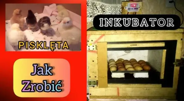 Inkubator z butelki: Zbuduj go sam! Krok po kroku do piskląt
