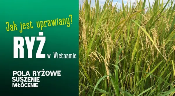 Jak uprawia się ryż: Kluczowe techniki i warunki do sukcesu