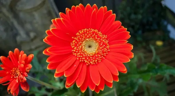 Jasna, pomarańczowa gerbera doniczkowa rozkwita obok mniejszego kwiatu. W tle widać kamienną rzeźbę.