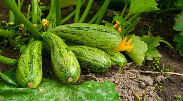 Un gruppo di zucchine verdi striate riposa sulla terra, con fiori gialli e foglie rigogliose che circondano la pianta zucchina.