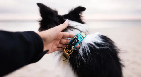 Elegancka obroża dla border collie z etnicznym wzorem, dopasowana do aktywnego stylu życia psa.