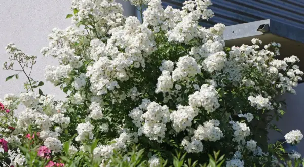 Ein üppiger Strauch mit unzähligen kleinen, weißen Blüten, der an eine rosa multiflora erinnert, blüht vor einer weißen Hauswand.
