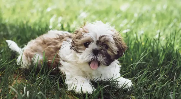 Szczeniak rasy Shih Tzu leży na trawie, patrząc w obiektyw z wystawionym językiem.