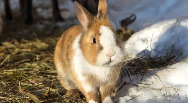 Ein braun-weißes Kaninchen sitzt im Schnee und Stroh. Es ist Winter, aber dieses Kaninchen macht keinen Winterschlaf.