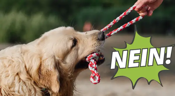 Goldener Retriever zieht an einem Seilspielzeug, während eine Hand es festhält. Der Hund lernt "Nein!