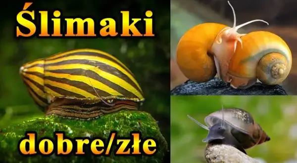 Jak rozmnażają się ślimaki w akwarium - uniknij problemów z populacją