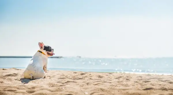Uroczy piesek rasy buldog francuski siedzi na piaszczystej plaży, wpatrując się w błękitne morze.
