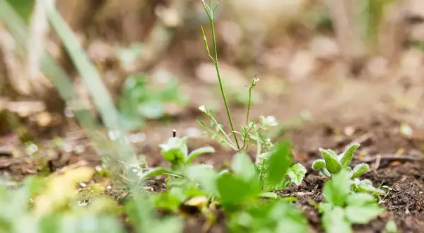 Zarte grüne Triebe kämpfen um Licht im Garten. Dieses Unkraut im Garten zeigt die Widerstandsfähigkeit der Natur.