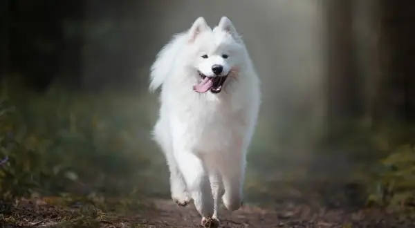Radosny samoyed biegnie przez las. Jego białe futro lśni w słońcu, a uśmiech sugeruje, że wady i zalety tej rasy nie przeszkadzają mu w cieszeniu się życiem.