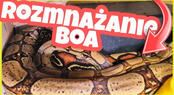 Jak rodzą się węże? Odkryj fascynujące metody ich rozmnażania
