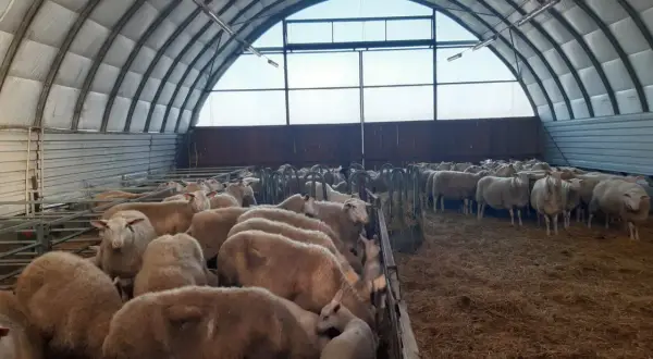 Un gregge di pecore da carne in un ovile moderno, con un agnello tra le madri.