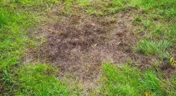 Na trawniku widoczne są brązowe, suche plamy, tworzące dziury w zielonej trawie.
