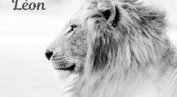 Portrait en noir et blanc d'un lion majestueux, le prénom "Léon" est inscrit en haut à gauche.