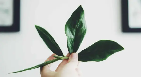 En hand håller en vacker garderobsblomma stickling med tre mörkgröna blad.