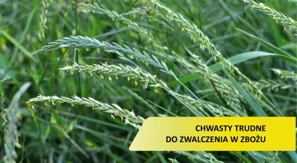 Zielone źdźbła traw, niektóre z kłoskami, tworzą gęsty łan. Wśród nich widoczny jest żółty prostokąt z napisem "CHWASTY TRUDNE DO ZWALCZENIA W ZBOŻU".