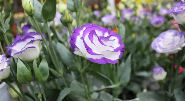 Piękna eustoma w ogrodzie, z fioletowo-białymi płatkami, otoczona zielonymi liśćmi i pąkami.