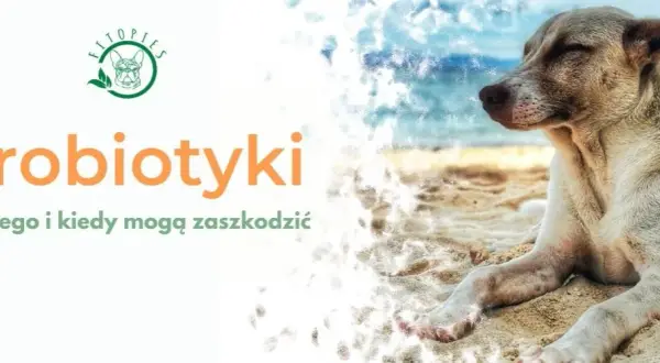Czy można podać psu probiotyk dla ludzi? Sprawdź ryzyko i alternatywy