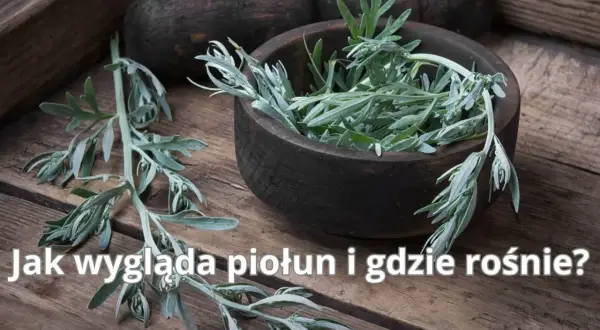 Gałązki piołunu, z charakterystycznymi, srebrzystymi liśćmi, w drewnianej misie. Poznaj, jak wygląda piołun i gdzie rośnie.