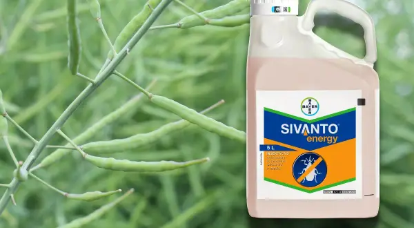 Sivanto energy – insektycyd w 5-litrowym opakowaniu, chroniący rośliny przed szkodnikami.