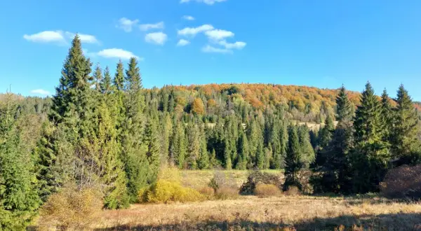 Jesienne barwy lasów i łąk w Bukowcu, Bieszczady. Idealne miejsce na piesze wędrówki i podziwianie przyrody.