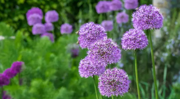 Lila Zierlauch pflanzen blühen im Garten. Bienen besuchen die kugelförmigen Blüten.