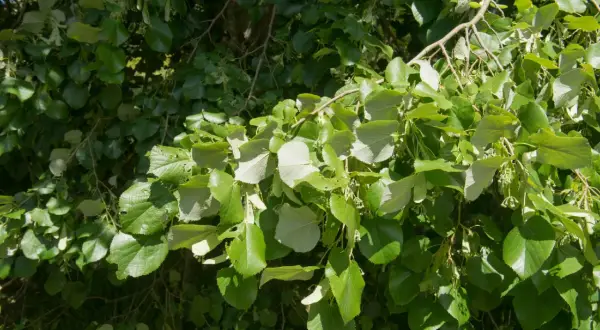 Rami di un tiglio albero carichi di foglie verdi e luminose, con piccoli boccioli che promettono fiori profumati.