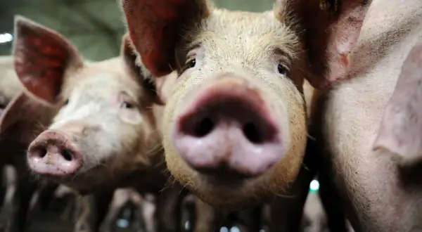 Gros plan sur des cochons curieux. L'un d'eux semble vouloir manger humain, son museau rose à l'avant-plan.