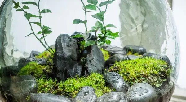Miniaturowe terrarium w szklanej kuli z mchem, kamieniami i roślinami.