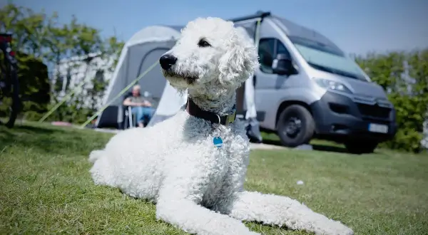 Un caniche gigante blanco descansa en el césped, con una caravana y una tienda de campaña al fondo.