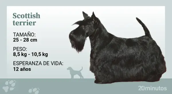 Un terrier escocés negro, con su característico pelaje y barba, posa junto a información sobre su tamaño, peso y esperanza de vida.