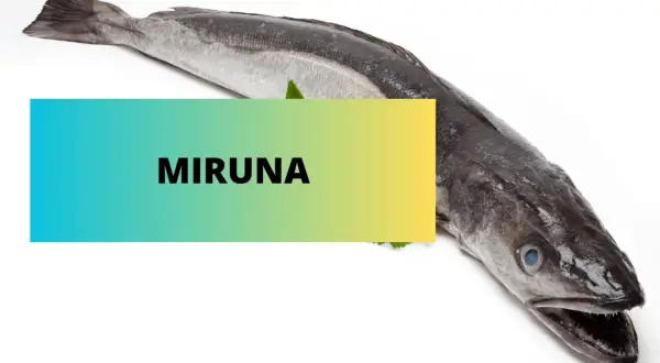 Cała miruna, czy to dobra ryba? Świeża ryba na białym tle z napisem "MIRUNA".
