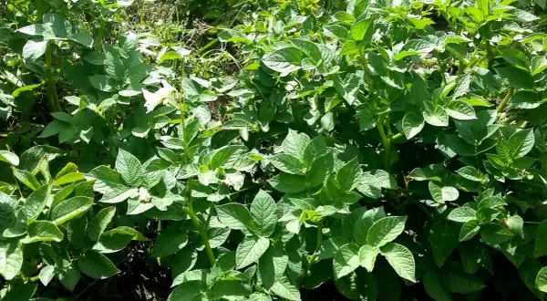 Gęste, zielone liście ziemniaków, niektóre z białymi kwiatami. Pole chronione środkiem chloropiryfos 480 ec.