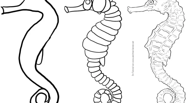 Tres dibujos de animales marinos: un boceto de caballito de mar, uno con detalles y otro más realista.