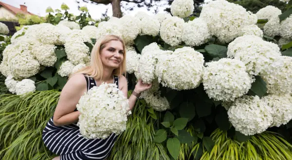 Kobieta w pasiastej sukience wśród bujnych, białych kwiatów hortensji anabelle. Właśnie zakończono cięcie, by zapewnić obfite kwitnienie.