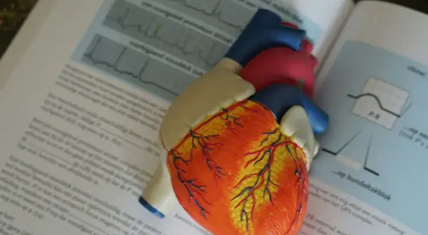 Model serca na otwartej książce z wykresami EKG. Nauka o tym, jak działa ekg serca, staje się prostsza.